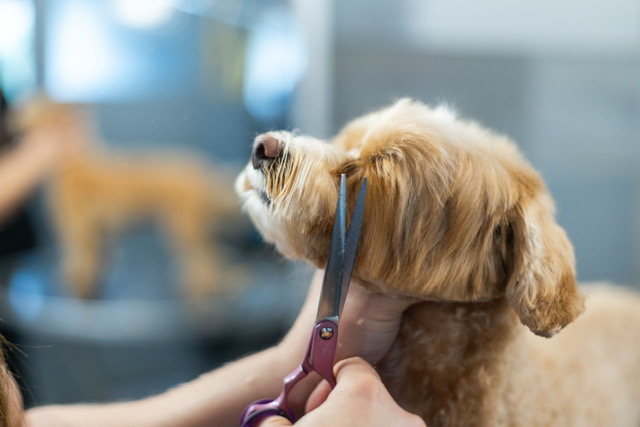 Careful scissor work around a dog's face
